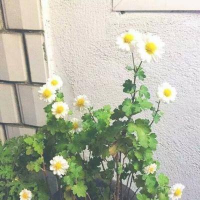 星际扩散国际服下载